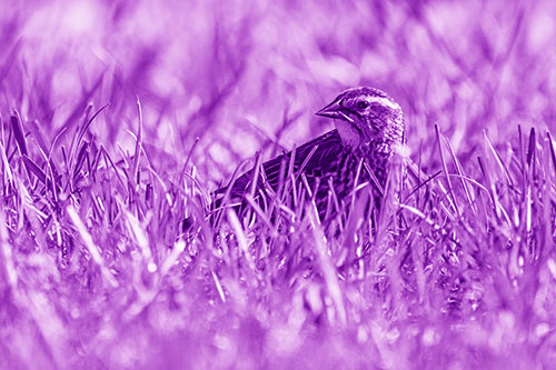Female Red Winged Blackbird Taking Gander Among Grass (Purple Shade)