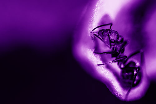 Fire Ant Milking Aphid Among Milkweed Leaf (Purple Shade)