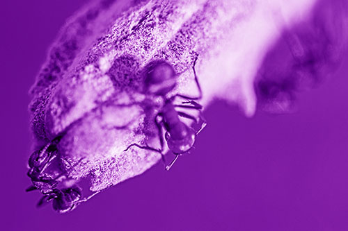 Fire Ants Crawling Among Milkweed Pod (Purple Shade)