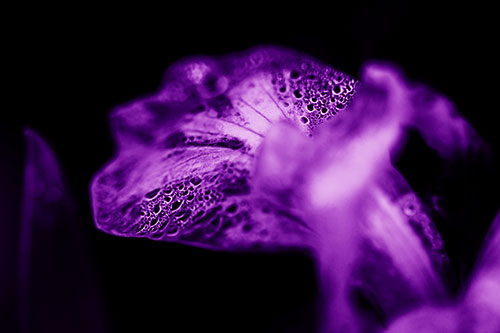 Fish Faced Dew Covered Iris Flower Petal (Purple Shade Photo)