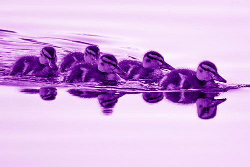 Five Baby Mallard Ducklings Swimming Across Lake Water (Purple Shade)
