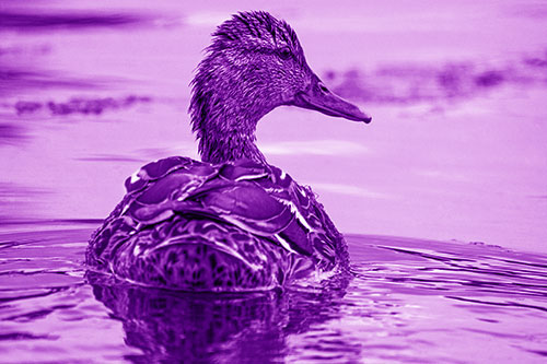 Floating Female Mallard Duck Glancing Sideways (Purple Shade)