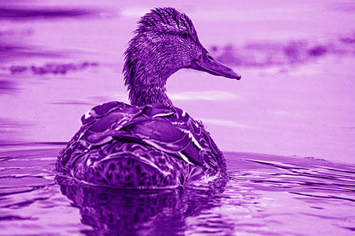 Floating Female Mallard Duck Glancing Sideways (Purple Shade Photo)