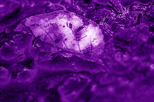 Floating Leaf Face Smirking Among Algae (Purple Shade Photo)