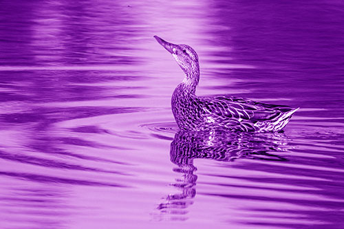Floating Mallard Duck Watches Dragonfly Buzzing Above (Purple Shade)