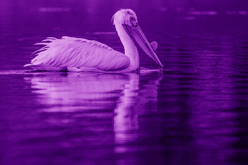 Floating Pelican Reflection Among Lake Water (Purple Shade)