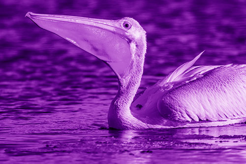Floating Pelican Swallows Fishy Dinner (Purple Shade Photo)