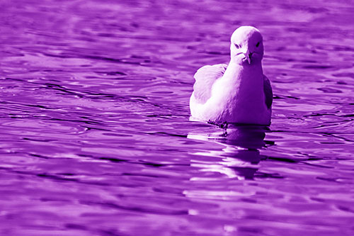 Floating Seagull Making Direct Eye Contact (Purple Shade)