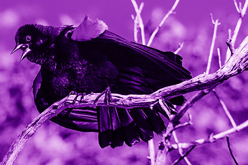Fluffy Red Winged Blackbird Cawing Among Curving Branch (Purple Shade)
