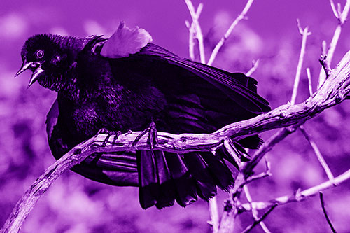 Fluffy Red Winged Blackbird Singing Among Curving Branch (Purple Shade)