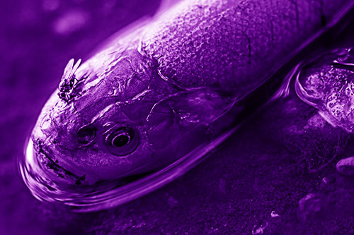 Fly Feasts Among Freshwater Whitefish Eyeball (Purple Shade Photo)