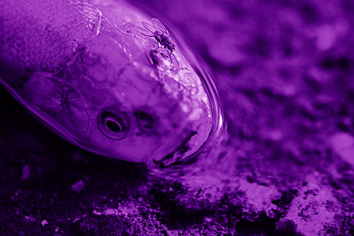 Fly Grooming Atop Dead Freshwater Whitefish Eyeball (Purple Shade Photo)