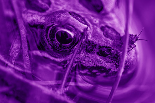 Fly Standing Atop Leopard Frogs Nose (Purple Shade Photo)