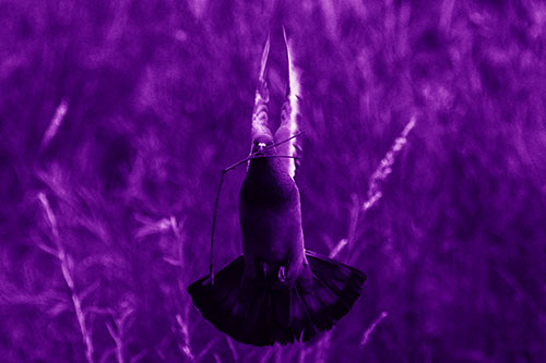 Flying Pigeon Carries Stick In Mouth (Purple Shade Photo)