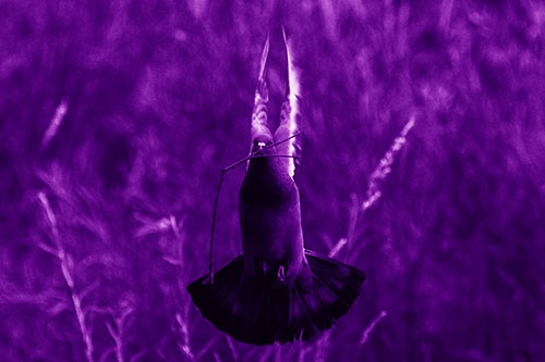 Flying Pigeon Carries Stick In Mouth (Purple Shade)