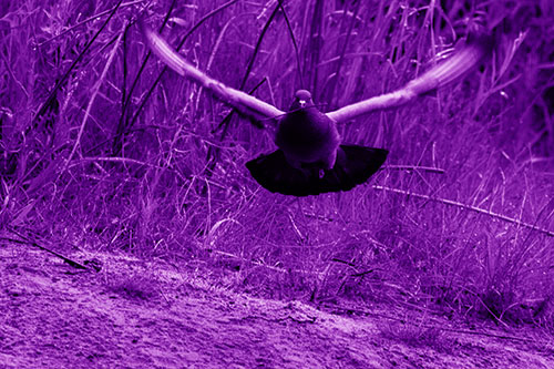 Flying Pigeon Collecting Nest Sticks (Purple Shade Photo)