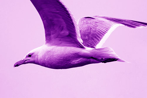 Flying Seagull Close Up During Flight (Purple Shade Photo)