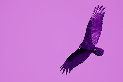 Flying Turkey Vulture Hunts For Food (Purple Shade Photo)