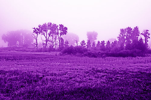 Fog Lingers Beyond Tree Clusters (Purple Shade Photo)