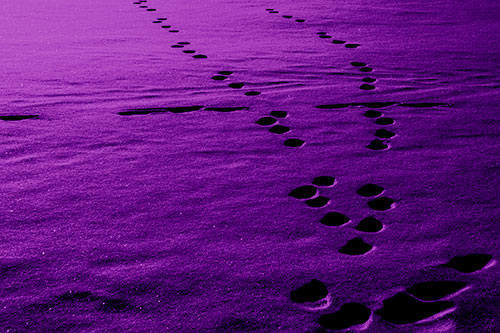 Footprint Trail Across Snow Covered Lake (Purple Shade Photo)