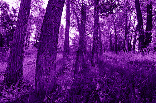 Forest Tree Trunks Blocking Sunlight (Purple Shade Photo)