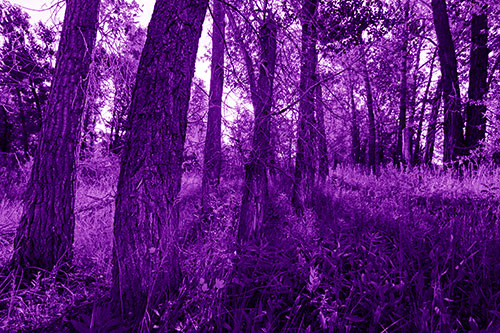 Forest Tree Trunks Blocking Sunlight (Purple Shade Photo)