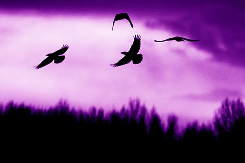 Four Crows Flying Above Trees (Purple Shade Photo)