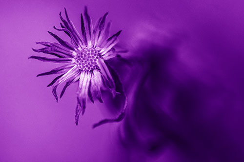Freezing Aster Flower Shaking Among Wind (Purple Shade Photo)