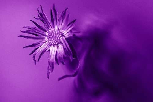 Freezing Aster Flower Shaking Among Wind (Purple Shade)