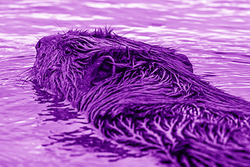 Frightened Beaver Swims Upstream River (Purple Shade Photo)