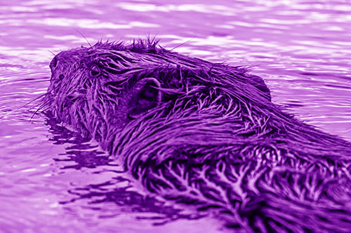 Frightened Beaver Swims Upstream River (Purple Shade)