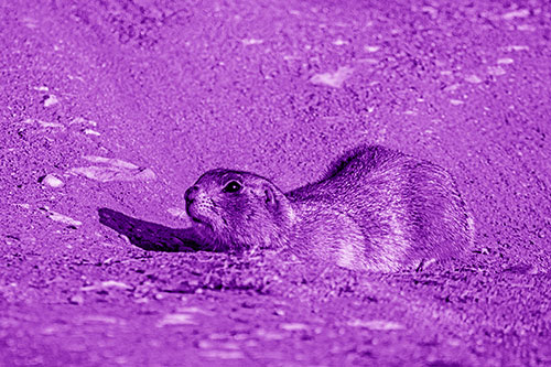Frightened Russet Ground Squirrel Crouching Atop Dirt Mound (Purple Shade)