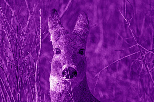Frightened White Tailed Deer Staring (Purple Shade Photo)
