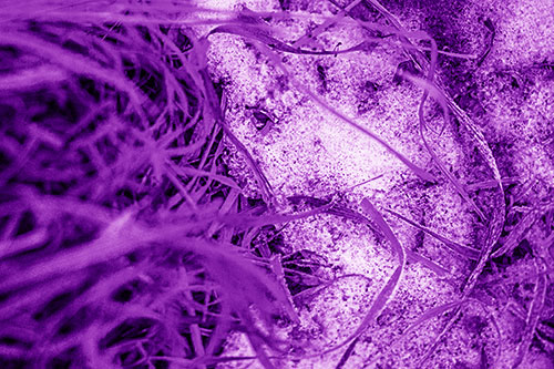 Frowning Grass Face Buried Among Snow (Purple Shade)