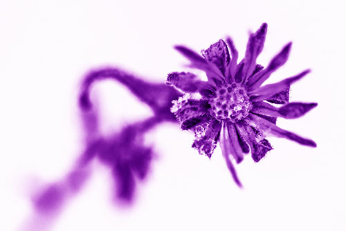 Frozen Ice Clinging Among Bending Aster Flower Petals (Purple Shade Photo)