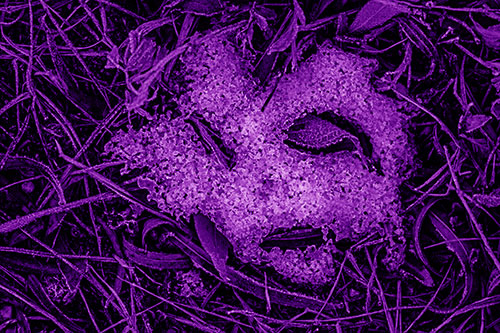 Frozen Leaf Eyed Snow Face Among Frosty Grass (Purple Shade)