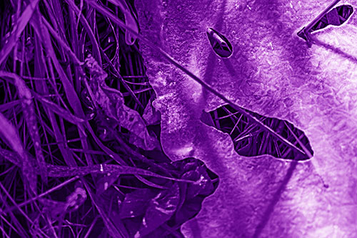 Frozen Protruding Grass Bladed Ice Face (Purple Shade Photo)