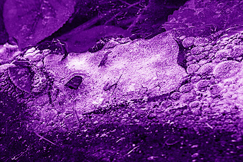 Frozen Rubber Eyed Ice Face Smiling Among Floating Leaves (Purple Shade)