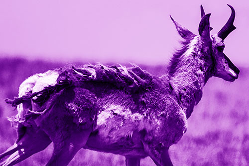 Fur Shedding Pronghorn Walking Along Grass (Purple Shade Photo)