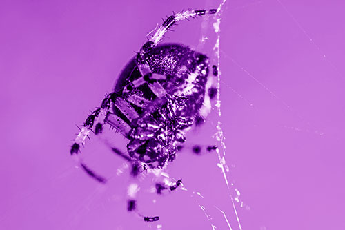 Furrow Orb Weaver Spider Descends Down Web (Purple Shade Photo)