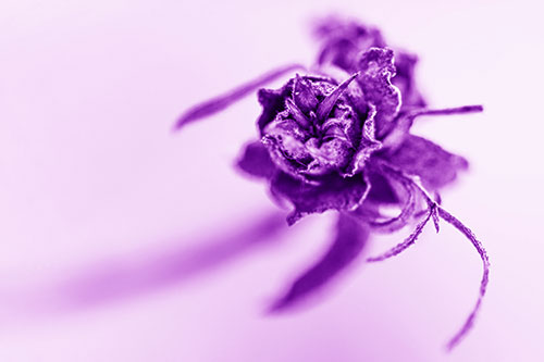 Fuzzy Blossoming Willow Cone Gall Midge (Purple Shade Photo)