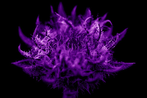 Fuzzy Sunflower Bud Begins Blooming (Purple Shade)