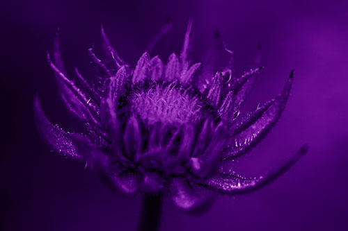 Fuzzy Unfurling Sunflower Bud Blooming (Purple Shade Photo)