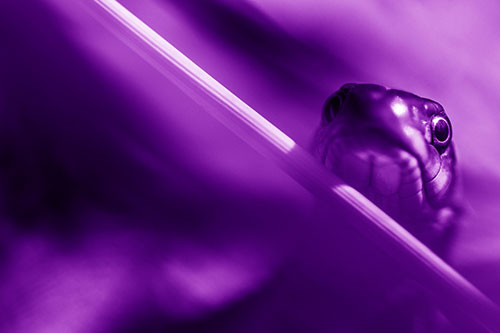 Garter Snake Peeking Head Over Dried Fescue Grass Blade (Purple Shade)