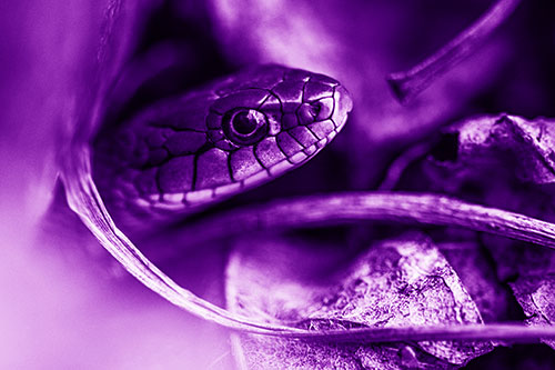 Garter Snake Peeking Out Dirt Tunnel (Purple Shade Photo)