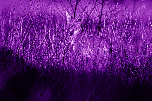 Gazing Coyote Watches Among Feather Reed Grass (Purple Shade Photo)