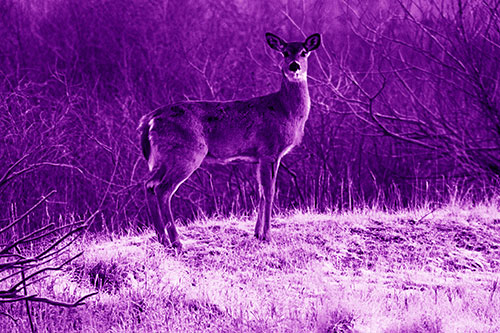 Gazing White Tailed Deer Standing Atop High Ground (Purple Shade Photo)