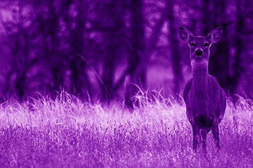 Gazing White Tailed Deer Watching Among Feather Reed Grass (Purple Shade Photo)