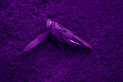 Giant Dead Grasshopper Laid To Rest (Purple Shade Photo)