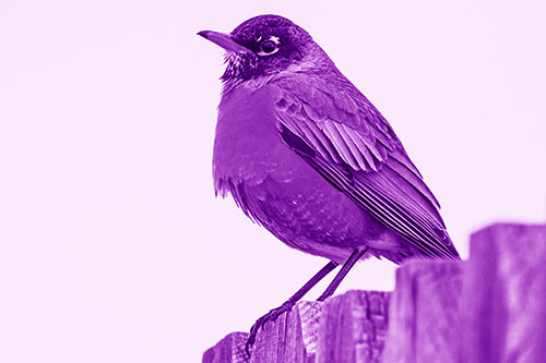 Glaring American Robin Standing Guard Atop Wooden Fence (Purple Shade Photo)